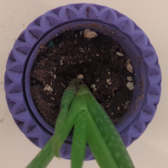 Starter plant pot 🪴 - Picture 2 of 2